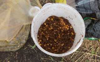 Гороховая мастырка для рыбалки – рецепты приготовления