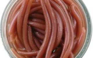 Червь Berkley для успешной рыбалки