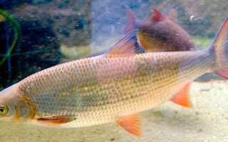 Рыба «Подуст» фото и описание