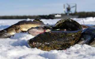 Ловля налима в декабре