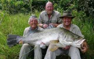 Как ловить нильского окуня?