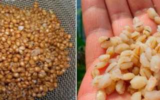 Пшеничная каша — рецепты как варить пшеничную кашу на воде или молоке