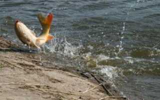 Ловля карпа в сентябре — особенности осенней рыбалки