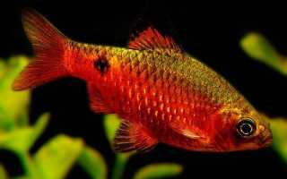 Барбус огненный: разведение, содержание, совместимость