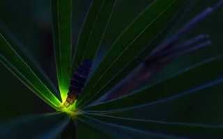 Мастер-класс: заряди светлячка — свой собственный проект подсветки