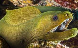 О гигантской мурене: фото рыбы — особенности и внешний вид