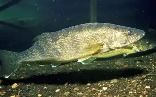 Где водится судак и как найти клыкастого на водоеме