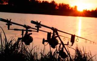 Характерные особенности ловли карпа весной – подходящие снасти, прикормки и насадки