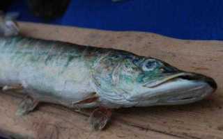 Как сделать чучело из головы щуки? Сувенир на память: чучело из головы щуки