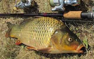 Отчет о рыбалке на искусственном канале в городе Корюковка