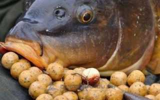 Как готовить прикормку из гороха для рыбалки?