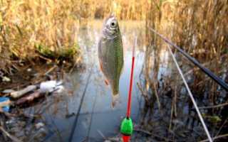 Ловля красноперки осенью: применяемые снасти и приманки, тактика и техника