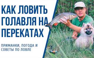 Ловля голавля на перекатах: советы и техники
