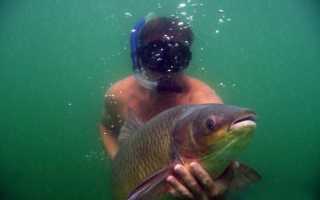 Ловля белого амура: секреты сезонной рыбалки