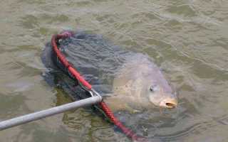 Ловля леща на поплавочную удочку