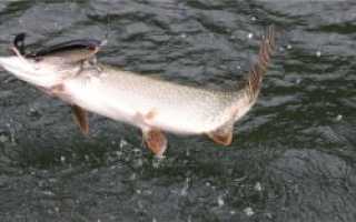 Как ловить щуку