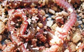 Силиконовый морской червь Berkley Sandworm (Nereis) для рыбалки и активного отдыха