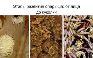 Разведение опарышей в домашних условиях