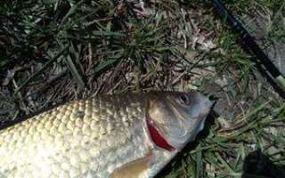 Летняя мормышка – спиннинговая ловля приманками сверхлегкого веса