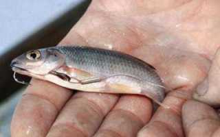 Ловим судака на живца