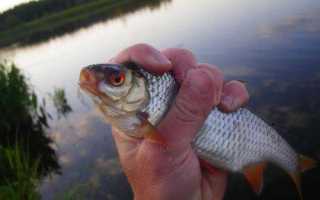 Ловля плотвы на поплавочную удочку