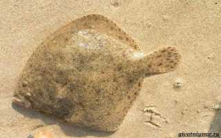 Рыба «Басс прибрежный» фото и описание