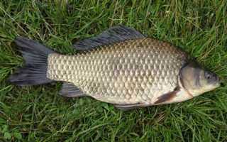 3 невероятно вкусных рецептов простого блюда: как правильно жарить карасей на сковороде