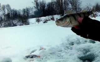 Как ловить плотву на безмотылку зимой