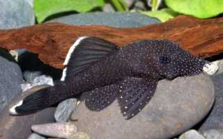 Анциструс сом. Образ жизни и среда обитания анциструса