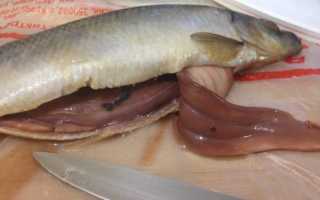 Гельминтозы: есть ли в щуке описторхоз и как уберечься от заражения