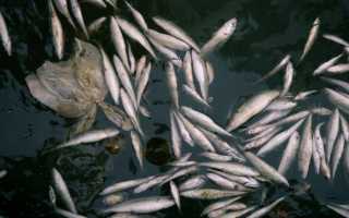 Как в Испании получить лицензию на любительскую рыбную ловлю