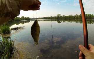 Эффективная прикормка для карася своими руками