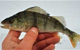 Окунь в феврале на мормышку – тактика и техника ловли