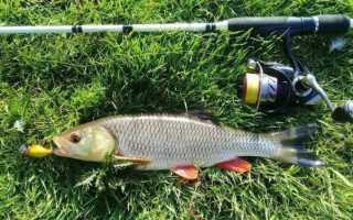 Как выбрать воблер на голавля и осуществлять ловлю