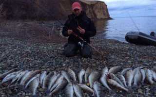 Какая рыба водится красноярского моря