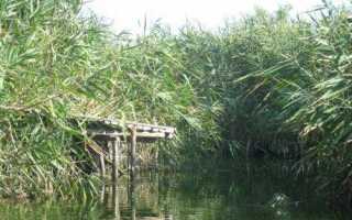 Техника ловли красноперки