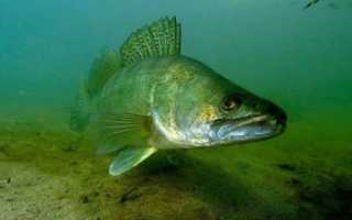 Ловля судака летом