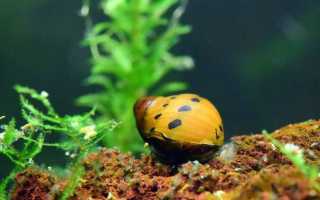 Улитки неретины – идеальные аквариумные беспозвоночные