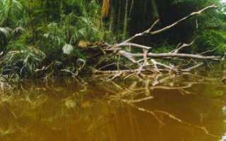 Конго аквариумная рыбка: содержание,совместимость,фото,разведение