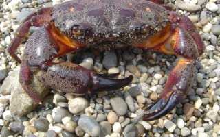 Краб паук черного моря