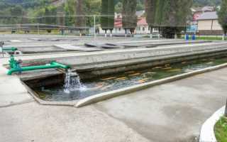 Карп моей мечты: как работает крупнейшее рыбное хозяйство региона