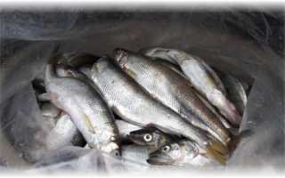 Несколько способов приготовления вяленой корюшки