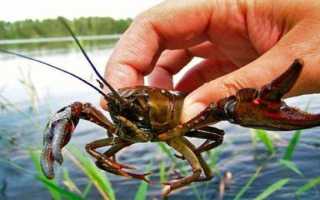 Мастерим самодельные раколовки