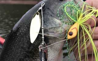 Cпиннербейты