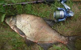 Как ловить леща осенью и приготовить рабочую прикормку