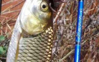 Как и на что ловить голавля осенью разными способами