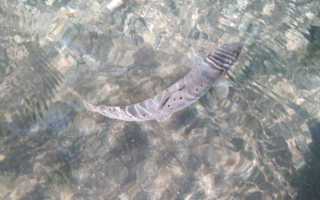 Какие снасти выбрать для ловли форели?