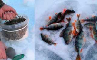 Уловистая рыбалка или ловля окуня зимой на пыздрика