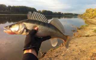 Рыбалка в Тюмени и Тюменской области