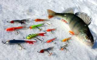 Ловля окуня зимой различными снастями и приманками